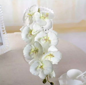 Orchids