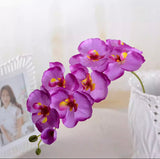 Orchids